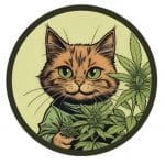 Seedkitt- Cannabis Samen